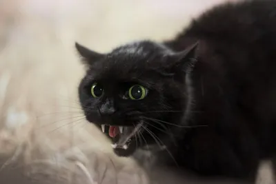 Как правильно кусать кота? | Пикабу