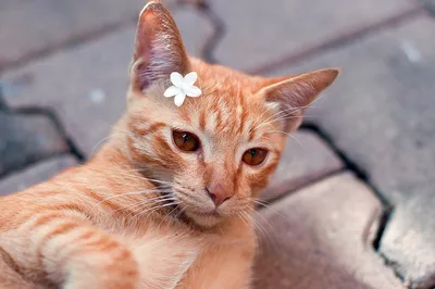 80+ картинок и фото смешных котов бесплатно - Pixabay
