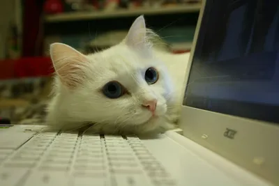 Обои на рабочий стол Морда кота на ноутбуке, обои для рабочего стола,  скачать обои, обои бесплатно