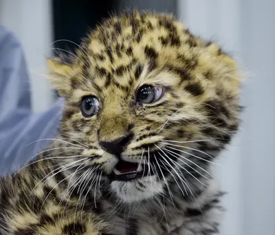 Совсем маленьких потерявшихся котят леопарда спасли в Приморье - PrimaMedia