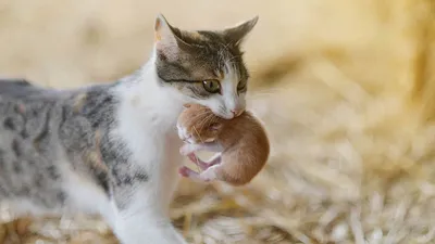 Как кошка носит котят | ЗооБлог