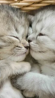 Обои кот, милая пара котят, датский дог, котенок, полосатый кот на телефон  Android, 1080x1920 картинки и фото бесплатно