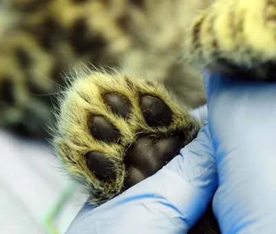Здоровье спасенных в Приморье котят леопарда резко ухудшилось - UssurMedia
