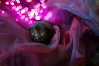 Фотосессия новорожденных котят | Пикабу