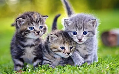 Маленькие котята - картинки и фото koshka.top