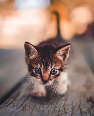 Самые милые котята на свете - картинки и фото koshka.top