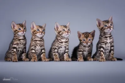 Бенгальские котята - Tallinn - Животные, Кошки купить и продать – okidoki
