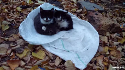 Очередные бездомные котята — обсуждение в группе \