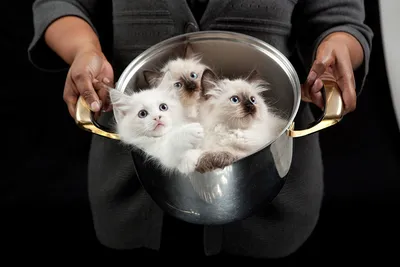 Фотографии котенок коты котята в кастрюле Животные