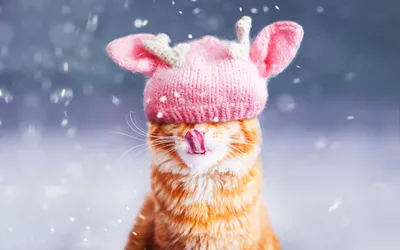 Котята зимой - 48 фото