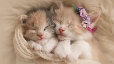 Милые котята - 50 фото: смотреть онлайн