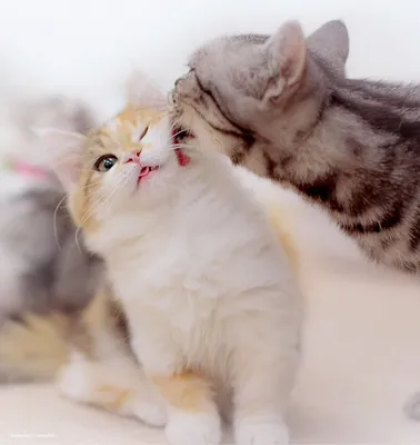Милые котята целуются - картинки и фото koshka.top