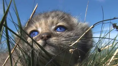 Котята манула Pallas Cat cubs - YouTube