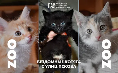 В добрые руки: Бездомные котята, найденные на улицах Пскова