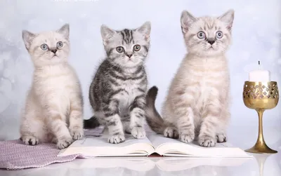 Эксклюзивные британские котята - Tallinn - Животные, Кошки купить и продать  – okidoki