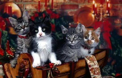 Обои кошки, праздник, коты, новый год, котята, ошейник, елочные украшения,  четыре картинки на рабочий стол, раздел кошки - скачать