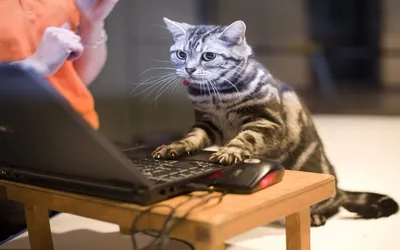 Котик активно работает за ноутбуком, прикольные и смешные картинки,  забавные фото и обои с юмором для рабочего стола, Full HD 1920