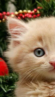 ✓ Коты и новогодняя ёлка смешные фото, 60 картинок, 2 видео