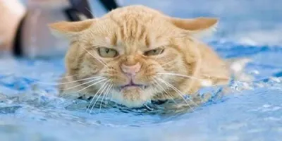 Смешные картинки животных – Выпуск № 20 (Мокрые коты) – Интересные животные