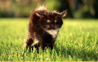Смешные картинки животных – Выпуск № 33 (Жирные коты) – Интересные животные