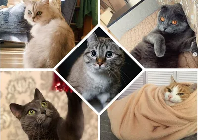 Пятничные котики: обзор кошачьих Инстаграмов Тюмени