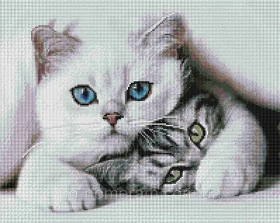 Картина из страз ColorArt Милые котики (CLR-PSP105) 40 х 50 см (На  подрамнике) купить Киев на Po-Nomeram