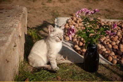 Аромат / одесские котики :: приключения одного котёнка :: котэ (прикольные  картинки с кошками) / смешные картинки и другие приколы: комиксы, гиф  анимация, видео, лучший интеллектуальный юмор.