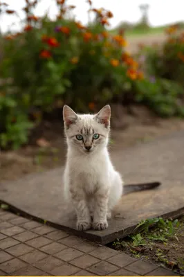 Григорий / одесские котики :: приключения одного котёнка :: под катом еще  :: котэ (прикольные картинки с кошками) / смешные картинки и другие  приколы: комиксы, гиф анимация, видео, лучший интеллектуальный юмор.