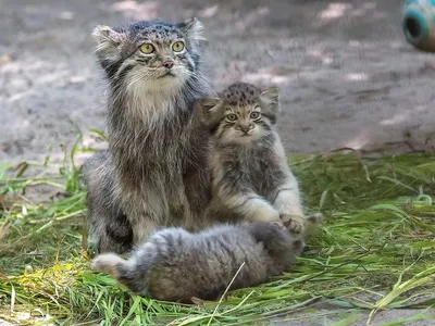 Котёнка манула в Новосибирском зоопарке назвали Снежинкой в честь  новогодней столицы - sib.fm