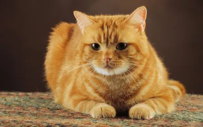 Обои полосатый кот, кот, котенок, популярные имена котов, бакенбарды -  картинка на рабочий стол и фото бесплатно