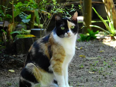 Трёхцветная кошка — Википедия