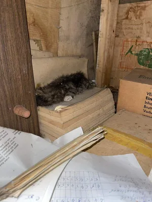 ФОТО | Кирпичом по голове. В Кивиыли обнаружили множество мертвых котов,  убитых с особой жестокостью - Delfi RUS