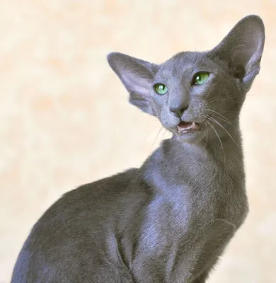 История ориентальной породы кошек, происхождение | Кошки - кто они?