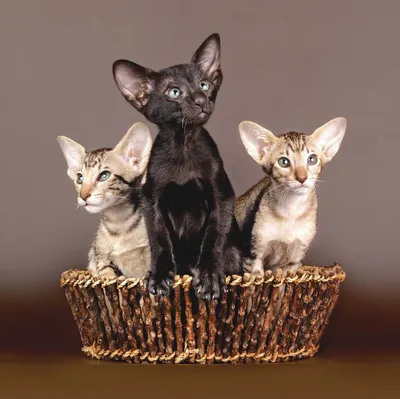 Коты ориенталы - 61 фото: смотреть онлайн