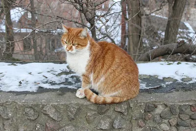 В Москве раньше времени начали кричать мартовские коты - Мослента