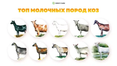 Лучшие молочные породы коз - AgroApp: Быстрое кредитование для агробизнеса