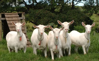 FAMILYFARM.CLUB - Продолжаем знакомить Вас с нашими животными. Зааненская  коза. Родиной зааненской породы коз является Швейцария. Она получилась  методом народной селекции, а большая продуктивность сложилась благодаря  мягким условиям содержания животных ...