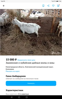 Зааненские козы в Крыму