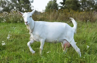 Зааненская коза, заказать из Европы, цена - ТД Эльстадо