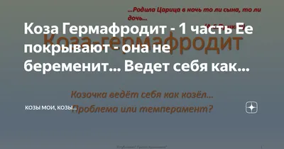 Ответы Mail.ru: Коза гермафродит или нет?