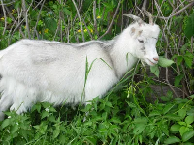 Фото к объявлению: козочка Англо Нубийськая Ламанча Коза — Agrotorg