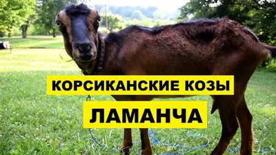 Козы,козлята породистые зааненские,ламанча,нубийцы | Вінницький бізнес  портал