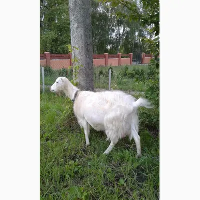 Земля коз» рядом с Одессой: из помойки — в яблоневый сад с эко-фермой, где  делают сыр | Новости Одессы