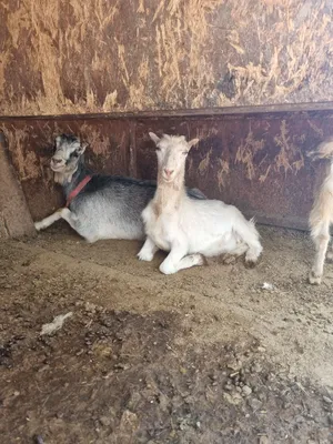 Центр Агроаналитики» составил топ самых необычных пород коз | Ветеринария и  жизнь