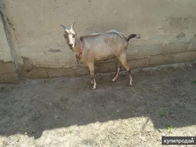 Козочка Англо-нубийская ламанча Англо-нубийские козы Козы Ламанча Купить  козу козочка Сельская Жизнь - YouTube