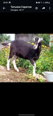 Фото к объявлению: козы породы Ламанч, Козлята. Козел для вьязки. Коза  Ламанча — Agro-Ukraine