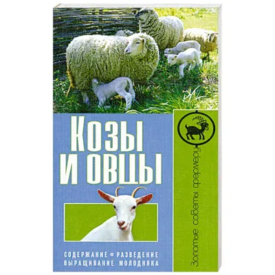 Овец И Коз На Пастбище В Горной Деревне — стоковые фотографии и другие  картинки Коза - Копытное животное - Коза - Копытное животное, Овца -  Копытное животное, Корова - iStock