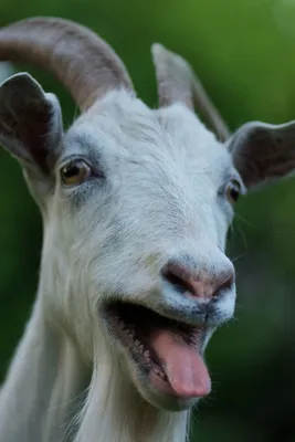 Фотография счастливого козла. смешная коза показывает язык | Премиум Фото |  Смешные козы, Козы, Смешные животные