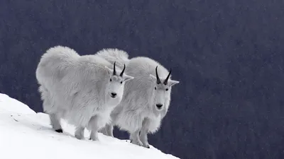 Красивые картинки коза с козленком