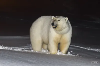 Черная кожа белого медведя - Polarpedia